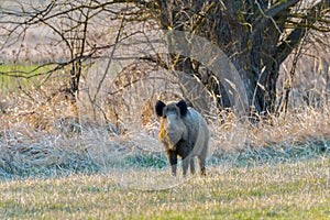 Female Wild boar sus scrofa in spring, in coniferous forest on edge of meadow