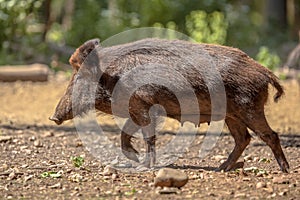 Female Wild Boar photo