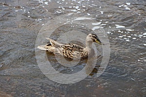 Female wild duck