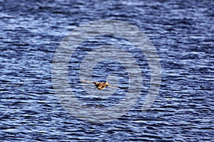 a female wild duck flying