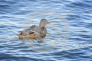 Female wild duck, mallard, Anas platyrhynchos with brown speckled plumage Onego Lake. Birds in the wildlife