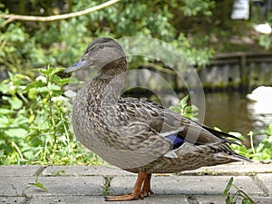 Female wild duck standing proudly and beautiful in front of a little pond.