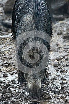 Female wild hog in the mud