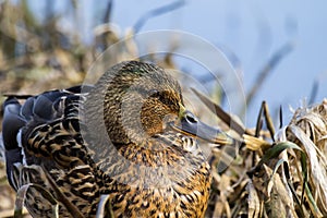 Female wild mallard duck sits in thickets of dry sedge
