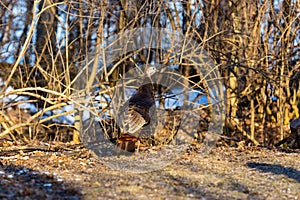 Female Wild Turkey.