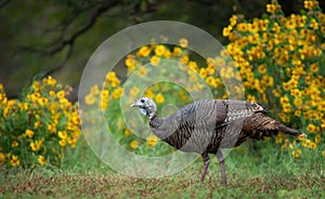 Female wild turkey roaming on grassy field in the autumn