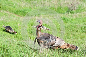 Female wild turkeys in a grassy field