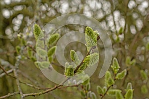 Female willow catkins, selective focus Salix caprea