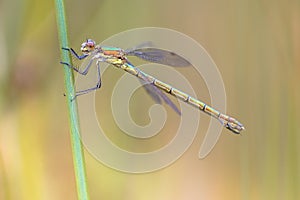 Female Willow emerald damselfly