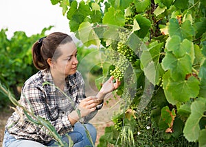 Female winemaker working with grapes in vineyard at fields