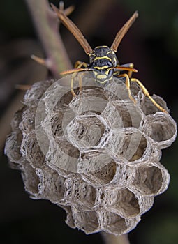 Female wiorker Polistes nympha wasp protecting his nest