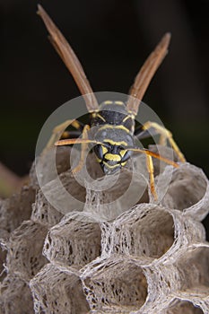 Female wiorker Polistes nympha wasp protecting his nest