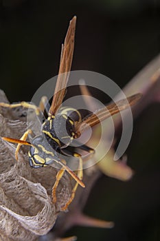 Female wiorker Polistes nympha wasp protecting his nest photo