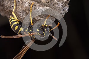 Female wiorker Polistes nympha wasp protecting his nest photo