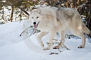 Female Wolf