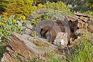 Female wolf Canis lupus and two pups