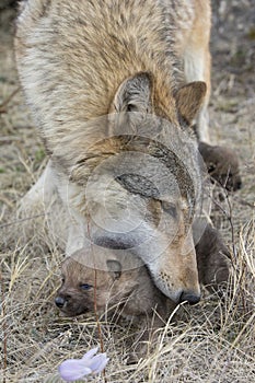 Female wolf carrying pup by mouth