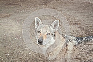 Female wolf dog half body portrait with eyes with an intense gaze lookin straight to the camera