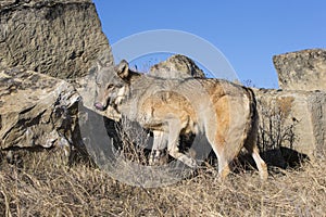 Female wolf licking chops