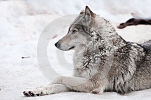 A female wolf lies in the snow, a proud animal looks forward with a clear look