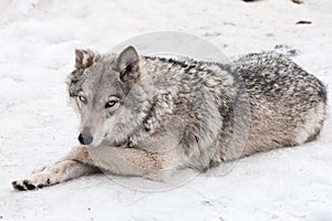 A female wolf lies in the snow, a proud animal looks forward with a clear look