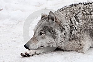 A female wolf lies in the snow, a proud animal looks forward with a clear look, lies beautifully and thoughtfully