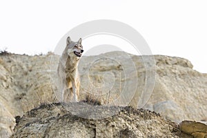 Female wolf looking over terrain