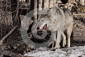 Female wolf with an open red mouth goes through the woods gray wolf in the woods in early spring