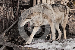 Female wolf with an open red mouth goes through the woods gray wolf in the woods in early spring