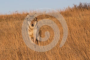Female wolf running through tall prairie grass