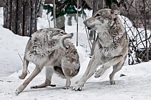 A female wolf snaps at a male wolf and he deftly dodges a bite. A fight during the wolf rumble weddings, emotions malice and