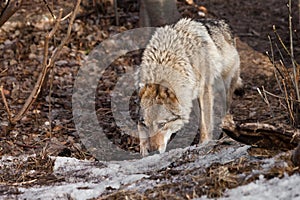 Female wolf sniffs traces of hunting in the spring forest gray wolf in the woods in early spring