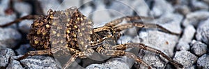 Female Wolf Spider With Babies