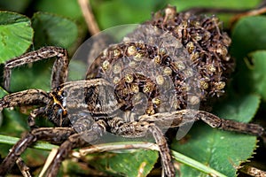 Female Wolf Spider With Babies