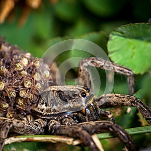 Female Wolf Spider With Babies