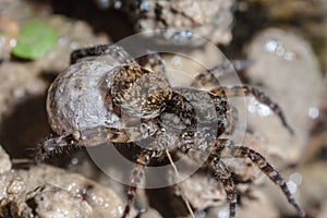 Female Wolf Spider