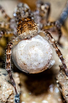 Female Wolf Spider