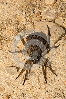 Female Wolf Spider