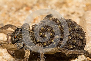 Female Wolf Spider