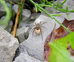 A female wolf spider