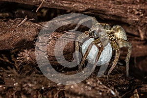 Female wolf spider