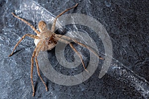 A female wolf spider with her egg sac