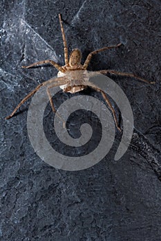 A female wolf spider with her egg sac