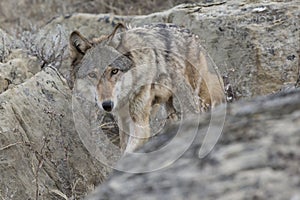 Female wolf stalking through the rocks