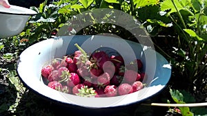 Female woman gather pick up ripe red strawberry and put in dish