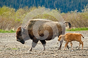 Female Wood Bison With Calf