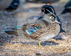 Una mujer madera pato en 