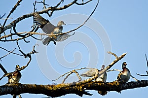 Female Wood Duck Joining the Party on the Tree Limb