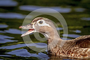 Female Wood Duck in a pond