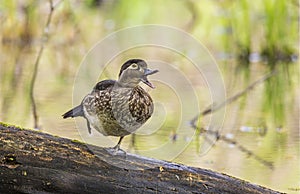 A female wood duck quacking away in the forest.